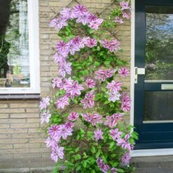 Nelly Moser Clematis Vine -Geen Shop Nely Moser Clematis 4 BB