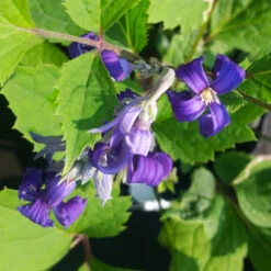 New Love Clematis Shrub 9 New Love Clematis Shrub -Geen Shop New Love clematis 1