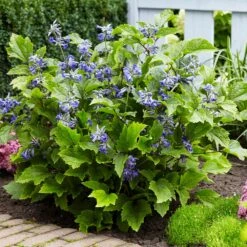 New Love Clematis Shrub 8 New Love Clematis Shrub -Geen Shop New Love clematis 5