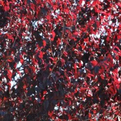 Newport Plum Tree -Geen Shop Newport Flowering Plum 2