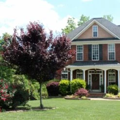 Newport Plum Tree -Geen Shop Newport Flowering Plum 6 BB