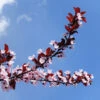 Newport Plum Tree -Geen Shop Newport Flowering Plum BB 600x600T