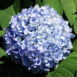 Nikko Blue Hydrangea Shrub 8 Nikko Blue Hydrangea Shrub -Geen Shop Nikko Blue Hydrangea 2 BB