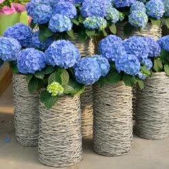 Nikko Blue Hydrangea Shrub 9 Nikko Blue Hydrangea Shrub -Geen Shop Nikko Blue Hydrangea 3 BB