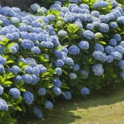 Nikko Blue Hydrangea Shrub