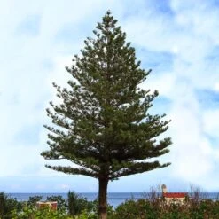 Norfolk Island Pine Tree 10 Norfolk Island Pine Tree -Geen Shop Norfolk Island Pine 5 BB