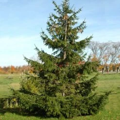 Norway Spruce Tree -Geen Shop Norway Spruce 4 BB