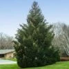 Norway Spruce Tree 1 Norway Spruce Tree -Geen Shop Norway Spruce 600x600 BBB