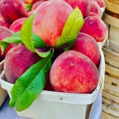 O'Henry Peach Tree 9 O'Henry Peach Tree -Geen Shop OHenry Peach 3