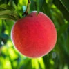 O'Henry Peach Tree -Geen Shop OHenry Peach BB 600x600 bffcf584 9930 4161 b654 a353cfc11e47