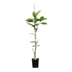 Valencia Orange Tree -Geen Shop ORG VOG 12 1QT