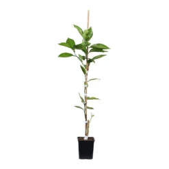 Minneola Tangelo Tree 11 Minneola Tangelo Tree -Geen Shop ORG VOG 12 1QT 7a17e14e 318a 45b5 9d52 35121f63fbc8