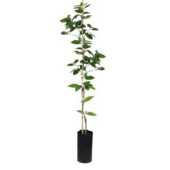 Valencia Orange Tree -Geen Shop ORG VOG 34 C