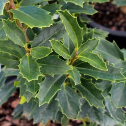 Oak Leaf™ Holly Tree -Geen Shop Oak Leaf Holly 3