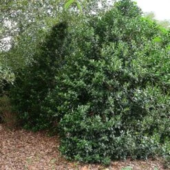 Oak Leaf™ Holly Tree -Geen Shop Oak Leaf Holly 5 BB