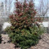 Oak Leaf™ Holly Tree -Geen Shop Oak Leaf Holly BB 600x600 510c255d 030f 4121 9386 54aa540801ee