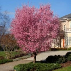 Okame Cherry Tree 11 Okame Cherry Tree -Geen Shop Okame Cherry 1 BB