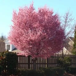 Okame Cherry Tree 14 Okame Cherry Tree -Geen Shop Okame Cherry 3 BB