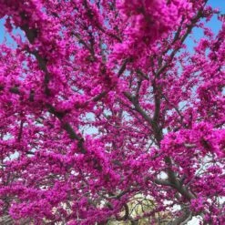 Oklahoma Redbud Tree -Geen Shop Oklahoma Redbud 3