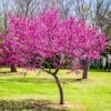 Oklahoma Redbud Tree -Geen Shop Oklahoma Redbud BB 600x600 d181d86d 4eff 47aa b74d 97b285df32d7