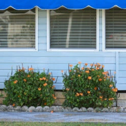 Orange Marmalade Crossandra 9 Orange Marmalade Crossandra -Geen Shop Orange Marrmelade Crossandra 4