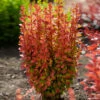 Orange Rocket Barberry Shrub -Geen Shop Orange Rocket Barberry BB 600x600 3ae50606 18f8 4a42 b09c 645501639fa2