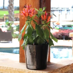 Orange Shrimp Plant -Geen Shop Orange Shrim plant 3