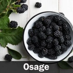 3-in-1 Blackberry Bush -Geen Shop Osage Blackberry