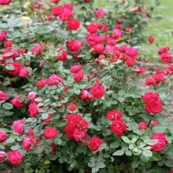 Oso Easy'® Double Red Rose 9 Oso Easy'® Double Red Rose -Geen Shop Oso Double Red Rose 1
