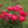 Oso Easy'® Double Red Rose 1 Oso Easy'® Double Red Rose -Geen Shop Oso Double Red Rose 2 600x600 7f76dc3f 2cb8 47e7 aac3 164303c95193