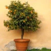 Owari Satsuma Tree -Geen Shop Owari Satsuma Mandarin BB 600x600 ab81f485 4297 485d bd67 69f5b8f5b009
