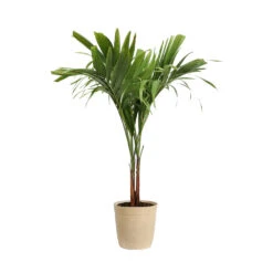 Christmas Palm Tree 18 Christmas Palm Tree -Geen Shop PAL CHR 23 3 delilah beige