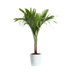 Christmas Palm Tree 19 Christmas Palm Tree -Geen Shop PAL CHR 23 3 delilah white
