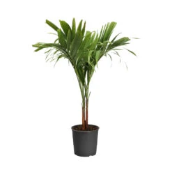 Christmas Palm Tree 20 Christmas Palm Tree -Geen Shop PAL CHR 23 3 standard pot
