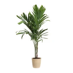 Christmas Palm Tree 21 Christmas Palm Tree -Geen Shop PAL CHR 34 3 delilah beige