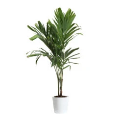 Christmas Palm Tree 22 Christmas Palm Tree -Geen Shop PAL CHR 34 3 delilah white