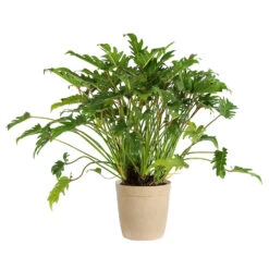 Xanadu Philodendron (Winterbourn) Plant 17 Xanadu Philodendron (Winterbourn) Plant -Geen Shop PHL XAN3 BEIGEDELILAH