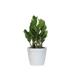 ZZ Plant 12 ZZ Plant -Geen Shop PLA ZZP.6 delilah white