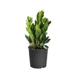 ZZ Plant 15 ZZ Plant -Geen Shop PLA ZZP3