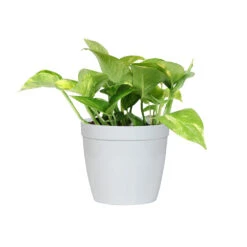 Golden Pothos Plant -Geen Shop PTH GOL1 white delilah