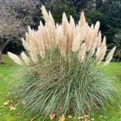 Pampas Grass 7 Pampas Grass -Geen Shop Pampas Grass 1 BB