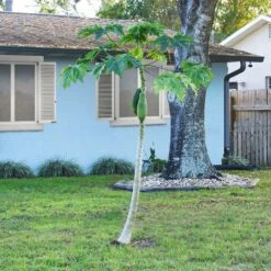 Papaya Tree -Geen Shop Papaya 1