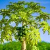 Papaya Tree -Geen Shop Papaya BB 600x600 eb3f02f0 c864 47e2 b405 7c3f1a316696