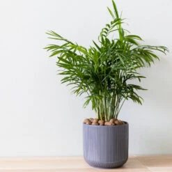 Air-Purifying House Plant Kit -Geen Shop Parlor Palm 3 BB 66a189c2 6899 4ad9 b079 0bdc8740bf80