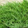 Parson’s Juniper -Geen Shop Parsons Juniper BB 600x600 bfb556a4 c4f9 40d1 a29a a79b99e11964