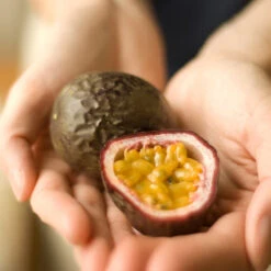 Passion Fruit Vine 12 Passion Fruit Vine -Geen Shop Passion Fruit 1