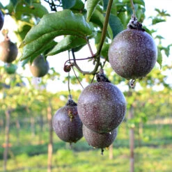 Passion Fruit Vine 13 Passion Fruit Vine -Geen Shop Passion Fruit 6 BB