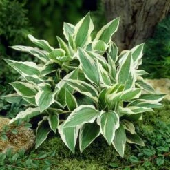 Patriot Hosta -Geen Shop Patriot Hosta 4