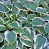 Patriot Hosta 1 Patriot Hosta -Geen Shop Patriot Hosta BB 600x600 b2ca27f5 7a7d 4555 8554 11f636c32589