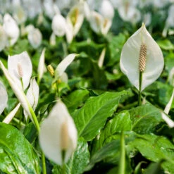 Peace Lily -Geen Shop Peace Lily 2 BB